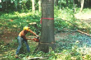 Clearing Home Building Envelope